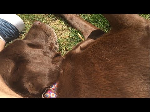 I AM THE DOG WHISPERER