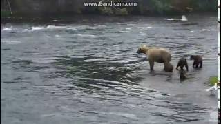 Grazer's Spunky Little Cub, July 30, 2016