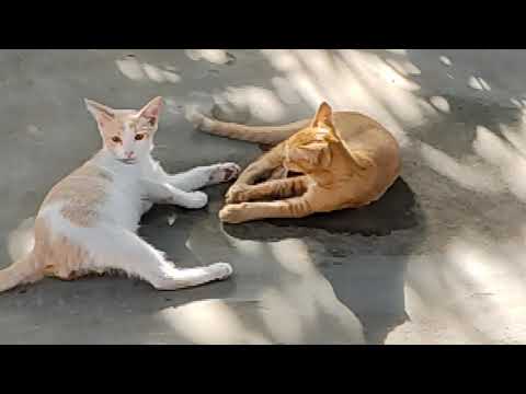 Excited cat - Deewana tera hai version