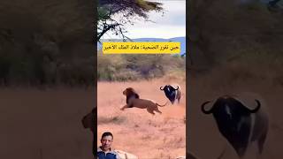 حينتقرر الضحية.. ما هو ملاذ الملك الأخير؟#shorts