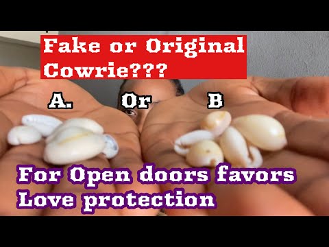 How To Use Cowrie For Attraction | Favor | Original and Fake Cowrie #anguilla #canada #unitedstates