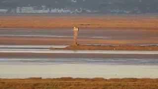 Birds flying out to sea at sunset Dee Estuary Flint Flintshire Wales Wirral UK