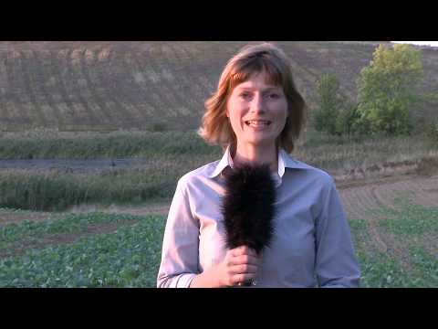 106. Feldexkursion: Zusammenspiel von Einkürzen, fungizidem Schutz und Nährstoffgaben im Raps