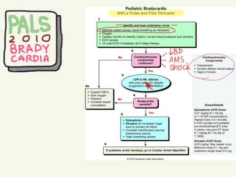PALS 07: Bradycardias