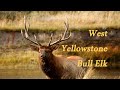 Icarus (Ralph Towner) played by Paul Winter Consort set to video of elk in West Yellowstone River