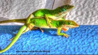 Green Anole Lizards Mating