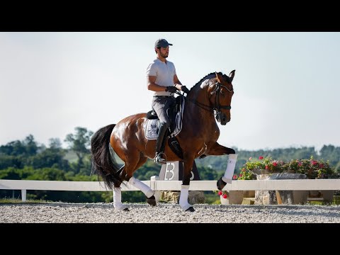 Joy HCI: Grand Prix Piro-Free Lusitano Mare