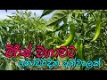 Miris Wagawa Sinhala මිරිස් වගාව How To Grow Chili Home Gardening Chili Cultivat