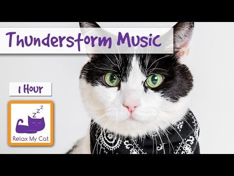 Relaxation Music for Your Cat During Thunderstorms