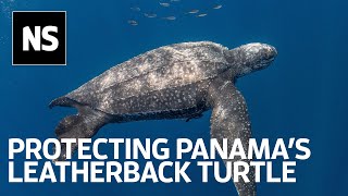 Turtle tagging project is helping protect leatherback migratory routes