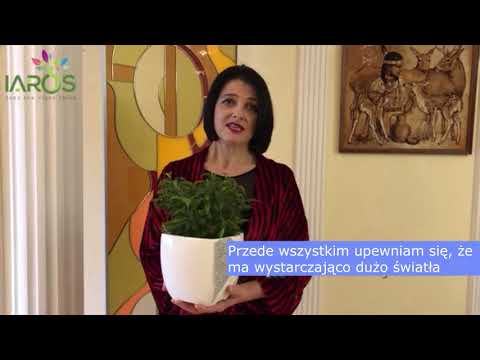 Fikus. Pielęgnacja z IAROS