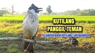 Download lagu Suara Burung Kutilang Gacor Asli Ampuh 100% || Untuk Memanggil Burung Kutilang Liar Auto Mendekat mp3