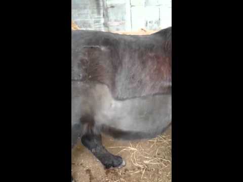 Bauchatmung direkt nach Bewegung 04.12.2015