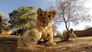 Wild predator released back into nature at Ukutula