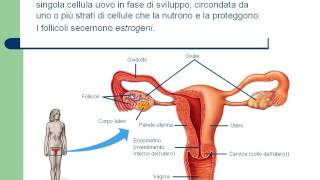 apparato riproduttore