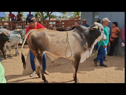 FEIRA DO GADO DE LAGOA DE PEDRAS-RN 01.12.2025