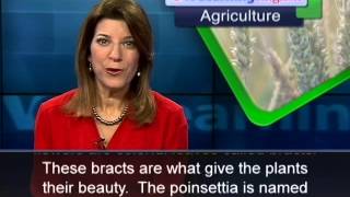 Phát âm chuẩn cùng VOA - Anh ngữ đặc biệt: Poinsettias (VOA-Ag Rep)