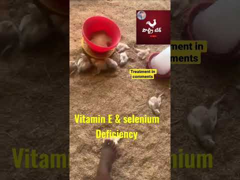 , title : 'Vitamin E & selenium deficiency chicks #shortsvideo'
