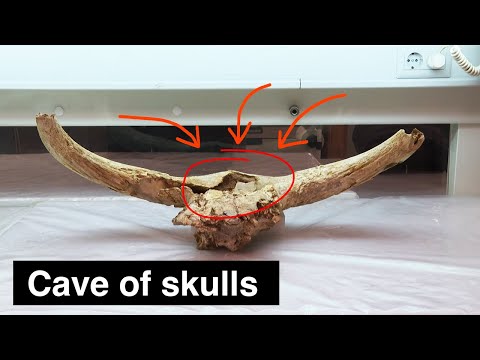 Is this a Neanderthal skull cult?