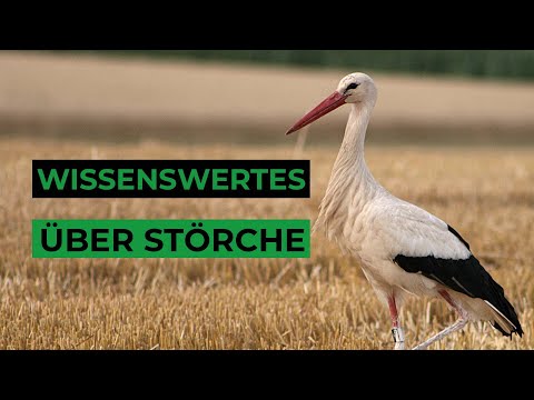 13 spannende Fakten über Störche