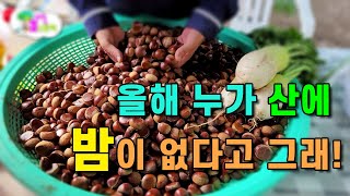 1시간만에 밤을 10kg 주워올수 있는 이유는!