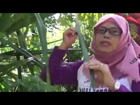 download lagu mp3 mp4 Daun Pandan Duri, download lagu Daun Pandan Duri gratis, unduh video klip Download Daun Pandan Duri Mp3 dan Mp4 Popular Gratis