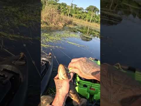 Trairas até na hora do lanche ,Rio Brilhante Mato Grosso do Sul.