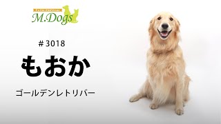 ペットモデル もおか