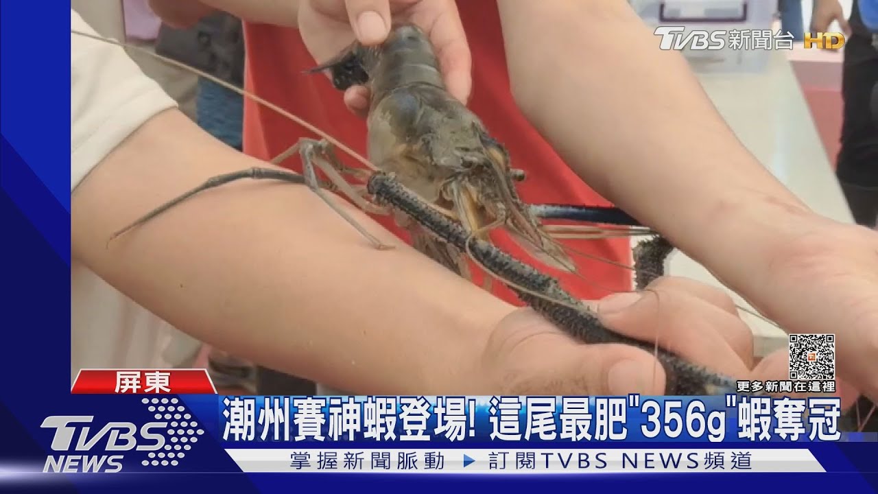 潮州賽神蝦登場!這尾「手臂蝦」最肥重量356g蝦奪冠