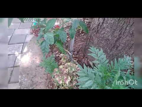 #gardentour #gardeningideas #flowers 🌷🥀🌼#pavi's garden tour🦋