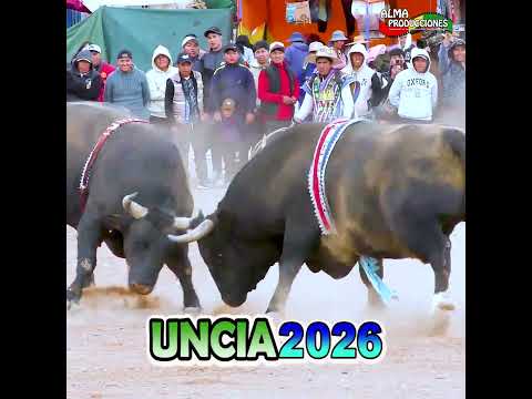 X Toro Tinku Norte Potosino UNCIA 2026 "Sambo Yanayo-Chiri". #almaproduccionesbolivia #shortsviral