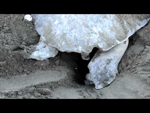 Tortuga Lora - Lepidochelys olivacea