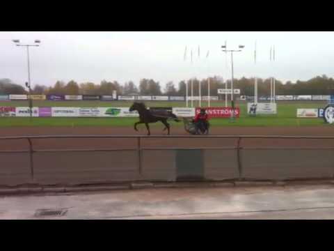 Föl efter Dumle Loss - Not Agree