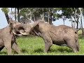 Giant Bull Elephants Brutal Fight For Territory
