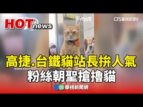 高捷.台鐵貓站長拚人氣　粉絲朝聖搶擼貓