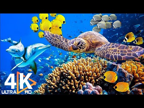 Perfect Ocean Fish 4K - Unlocking Underwater Secrets | Free Documentary on Stunning Nature