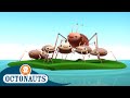 Octonauts The Sea Skaters Cartoons For Kids Underwater Sea Education
