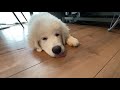 グレートピレニーズ 子犬 4か月　寝てるサニーを眺めるだけ 　great pyrenees 4months old　14kg