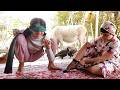 Daily Life Of Beautiful Village Girls Easy Cooking In Beautiful Nature Everyday Vlog Beautiful