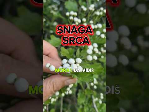 Snaga srca🌸 #glog #tinktura #tradicija #staraplanina #priroda