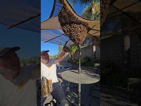 This HUGE swarm was thinking of moving into our clients roof! #bee #animal #nature