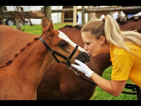 Da Vinci auf dem Deutschen Fohlenchampionat in Lienen + kleiner HAUL