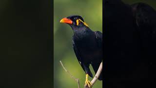 Download lagu Mor Moyna Go /Lata Ji /#cover by Tanushree Chakrabortty #shorts #trending #music #song . mp3