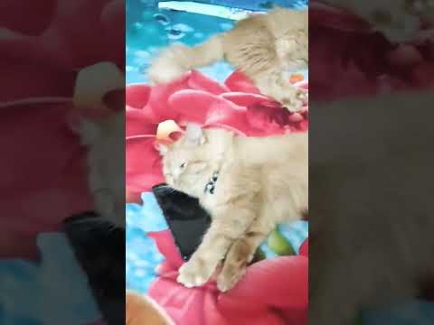 My Cat Mysha  & Manik     #catandduck  #cat