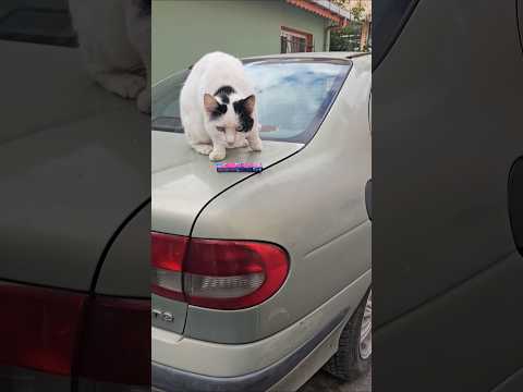 القطة 🐈اخدت علكة لولو وخربشت ايدها ههههههه #لولو #العاب