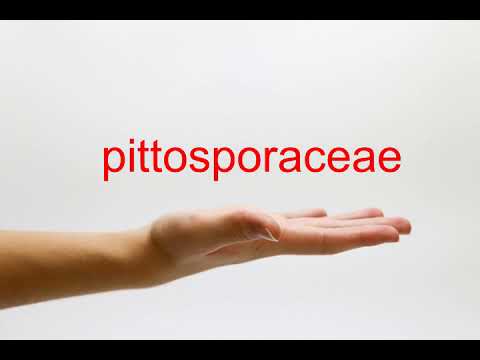 How to Pronounce pittosporaceae - American English