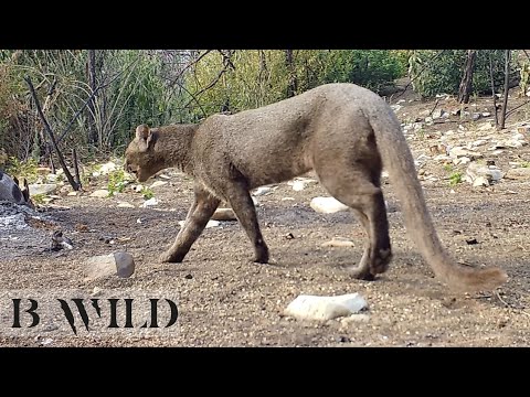 Mexico Wildlife /Jaguarundi, Onza, Javelina, Deer, CaraCara, Gray Fox, Rattle Snake / Trail Cam Art