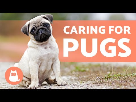 My Pug Keeps Making a Honking Noise - Causes and Solutions
