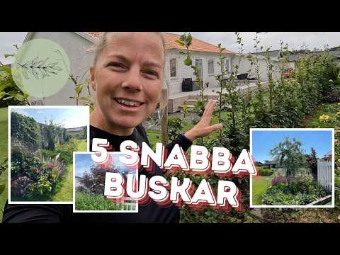 5 BUSKAR & PERENNER FÖR SNABBT INSYNSSKYDD 🌳