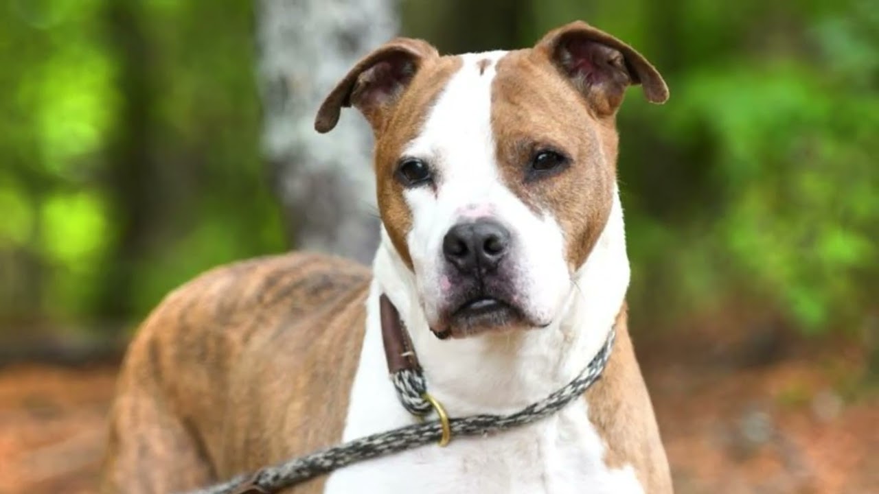 Enlarge Samuel #22610, a ADOPTABLE mixed breed in Monroe, GA video 4/4